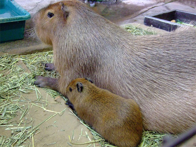 ベビーカピバラの2日目 その2_a0179837_048421.jpg