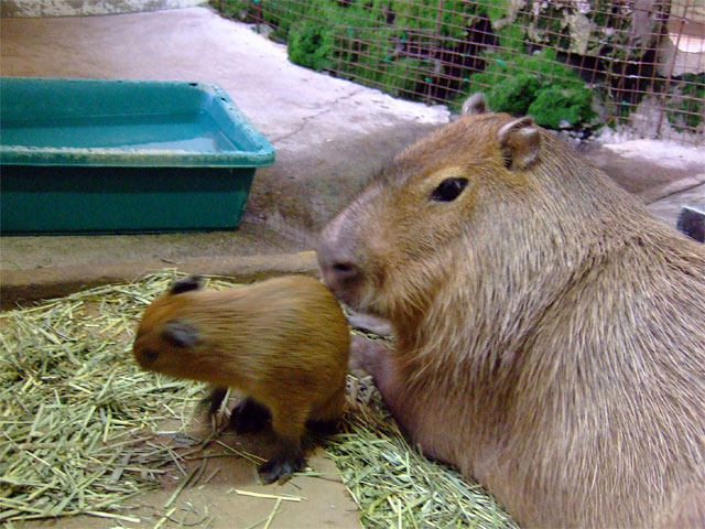 ベビーカピバラの2日目 その2_a0179837_0572863.jpg