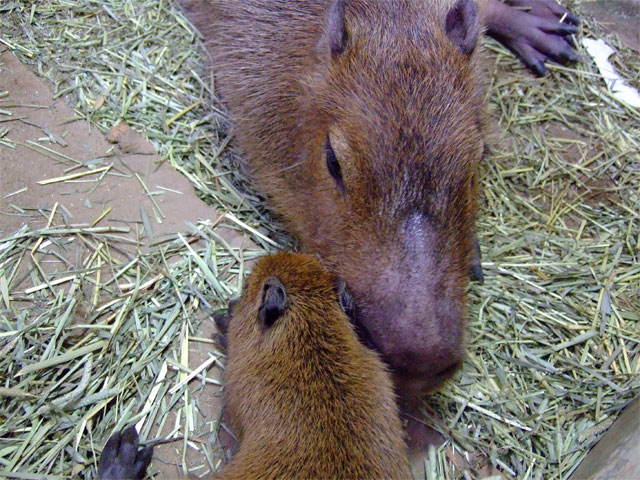 ベビーカピバラの2日目 その2_a0179837_0585328.jpg