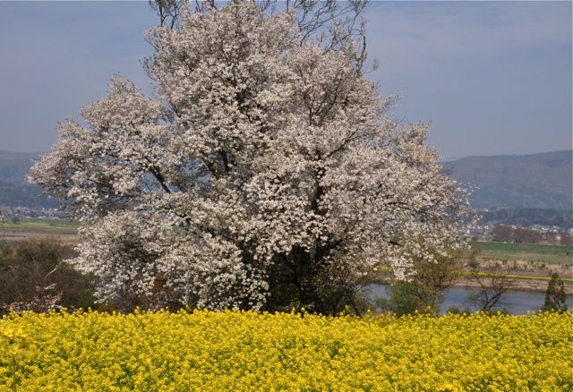 連休最後の撮影行　①　（飯山菜の花公園）_e0099737_23493316.jpg