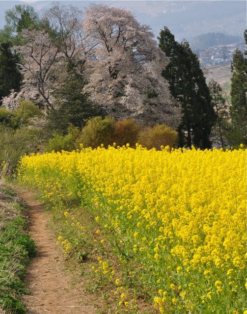 連休最後の撮影行　①　（飯山菜の花公園）_e0099737_23515367.jpg