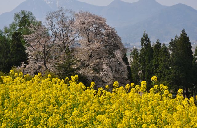 連休最後の撮影行　①　（飯山菜の花公園）_e0099737_23521836.jpg