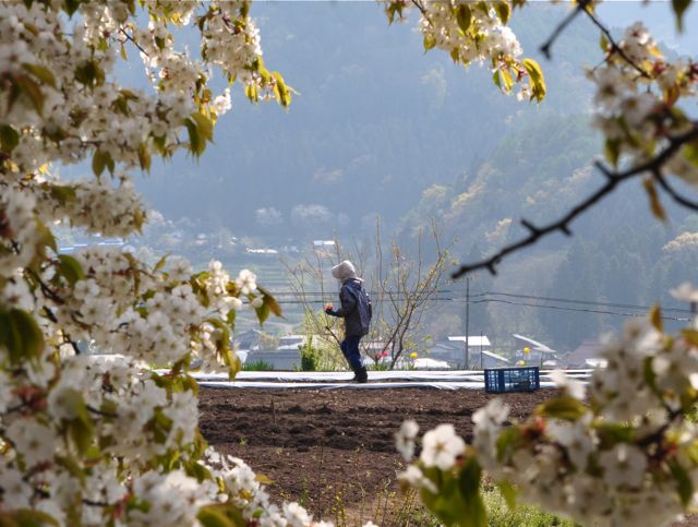 連休最後の撮影行　①　（飯山菜の花公園）_e0099737_2352463.jpg