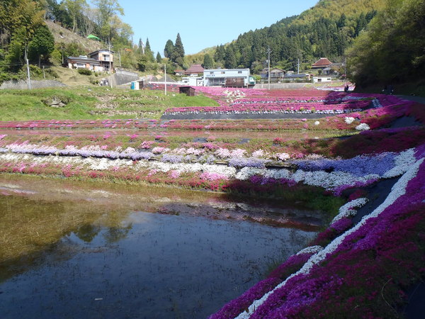 芝桜の里を訪ねて_a0054240_003843.jpg