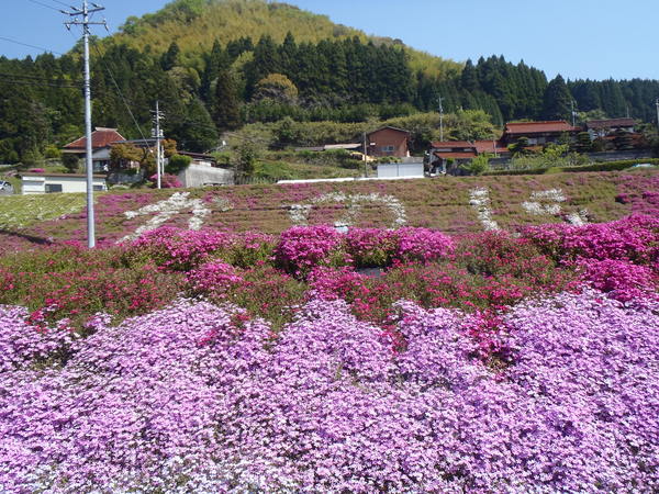 芝桜の里を訪ねて_a0054240_014936.jpg