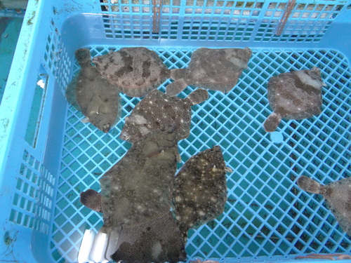 ツマグロヒョウモン♀ 豊田市界隈_d0254540_18404629.jpg