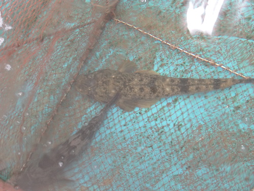 ツマグロヒョウモン♀ 豊田市界隈_d0254540_18413761.jpg