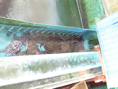 ツマグロヒョウモン♀ 豊田市界隈_d0254540_18431599.jpg