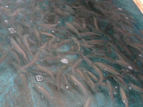 ツマグロヒョウモン♀ 豊田市界隈_d0254540_18441146.jpg