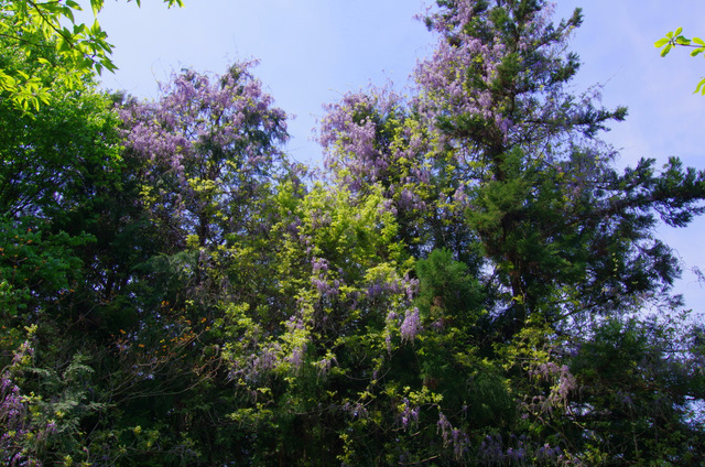 d0186245_1318666.jpg