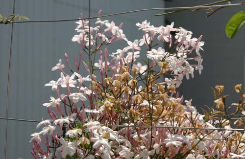 ハゴロモジャスミンの花 つる植物生育日記