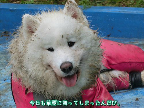 小次郎くん歓迎会 岐阜 サモエド holyの雄叫びっち 小次郎くん歓迎会 岐阜 サモエド holyの雄叫びっち