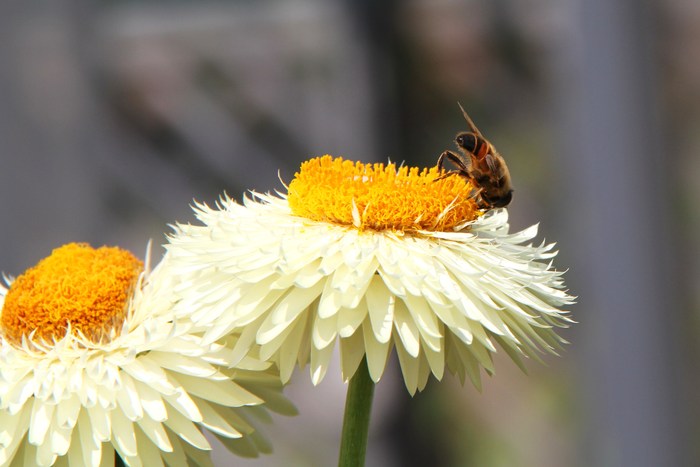 田舎のれんげと花々_a0278554_1801831.jpg