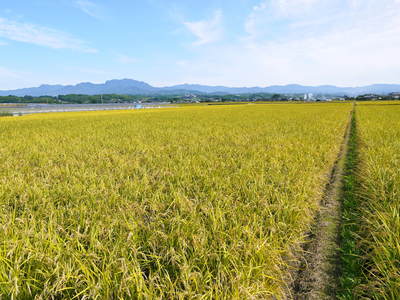 砂田米 「れんげ」と「ヘアリーベッチ」を鋤きこんで大切な土作り_a0254656_17155461.jpg