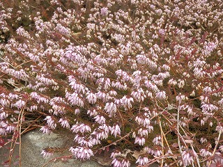 e0004756_20547.jpg