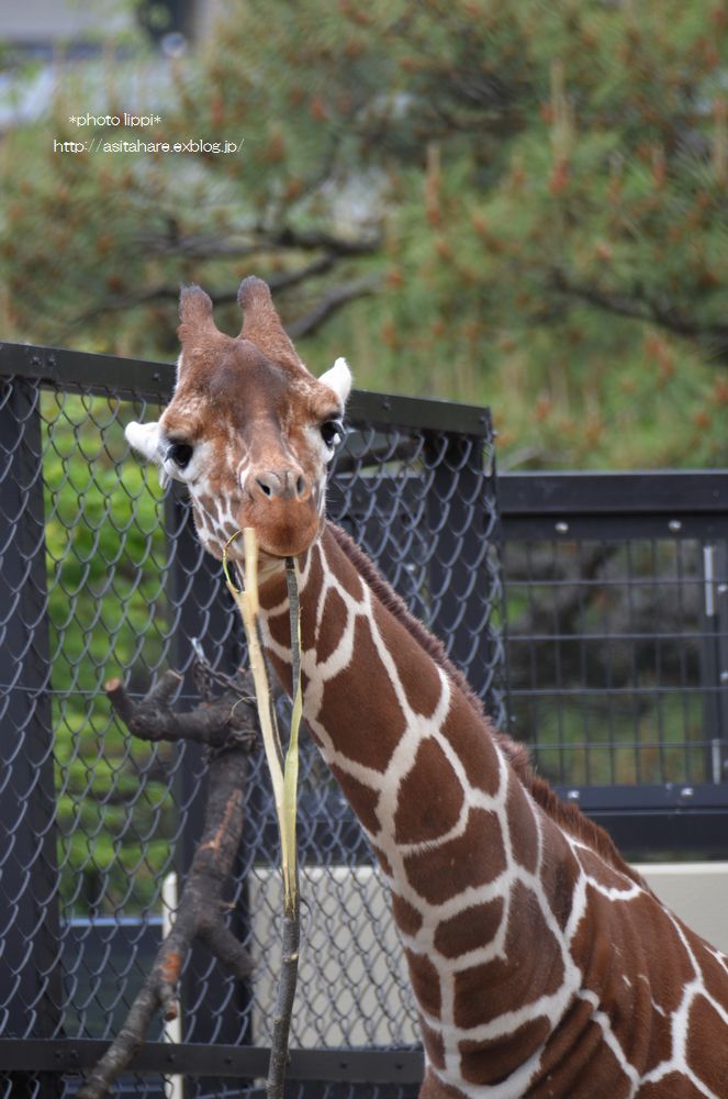 キリンのどら焼き : 動物園でお散歩
