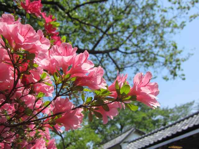【つつじが美しい旧白洲邸「武相荘」】_c0042960_15413366.jpg