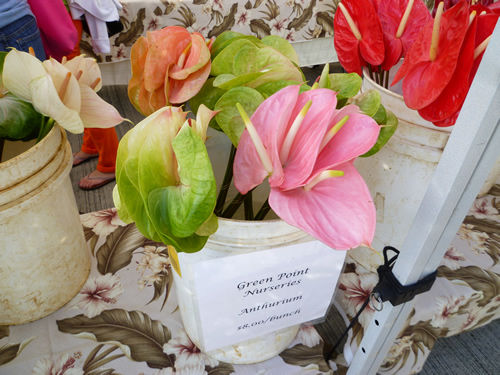 Ara moana Farmers\' Marketを散策@ハワイでごはん2012秋_c0152767_18392450.jpg