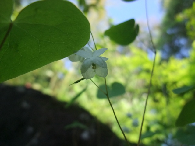 月光の里のお花たち_e0101769_20511277.jpg