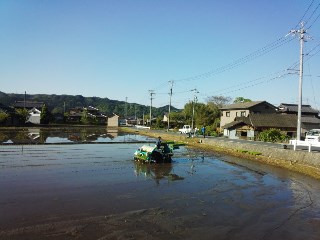 プチ便り(田植え④)_a0206870_13563538.jpg
