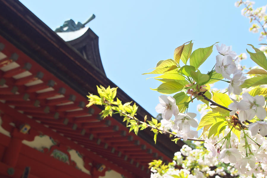 鹽竈神社の鹽竈桜_e0282173_21524233.jpg