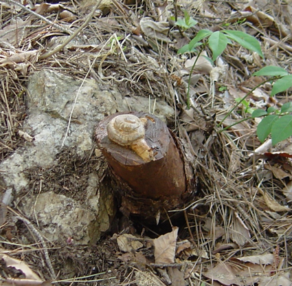 e0198877_15203444.png