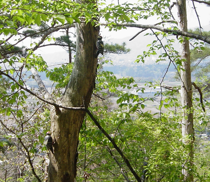 e0198877_1522369.png