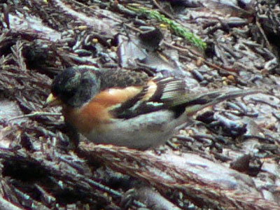 f0083977_94611.jpg