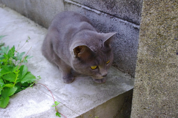 湯布院<ねこ_b0190083_21291697.jpg