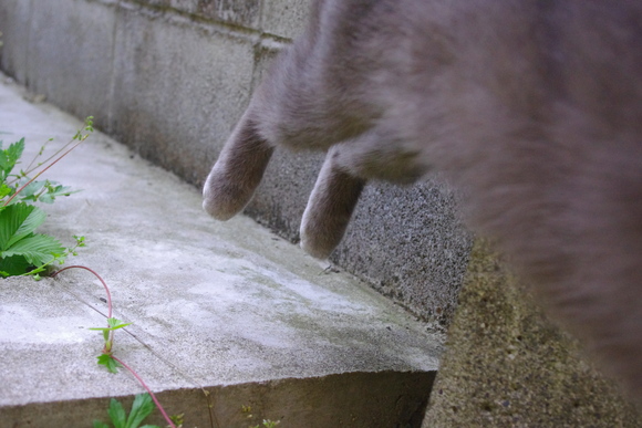 湯布院<ねこ_b0190083_21292829.jpg