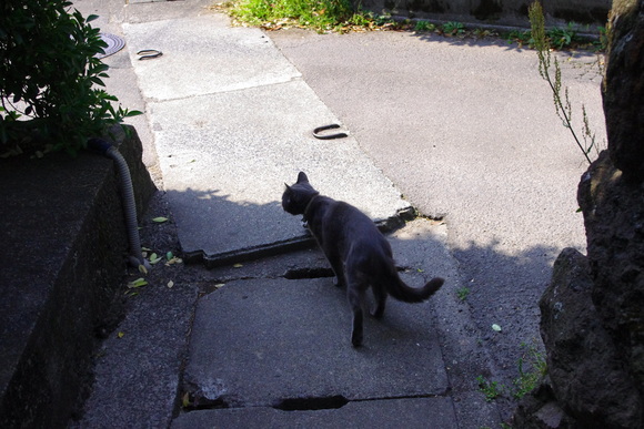 湯布院<ねこ_b0190083_21293859.jpg