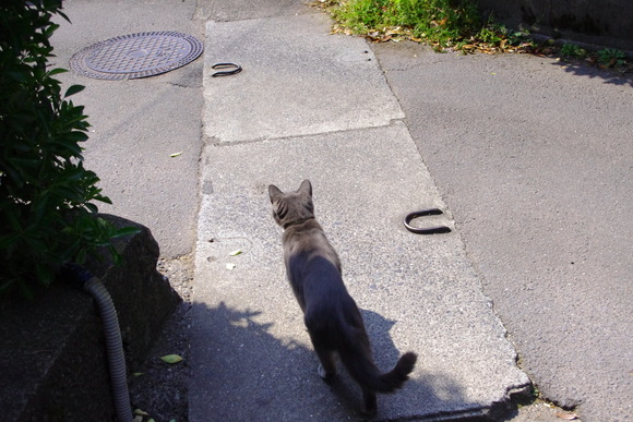 湯布院<ねこ_b0190083_21295088.jpg