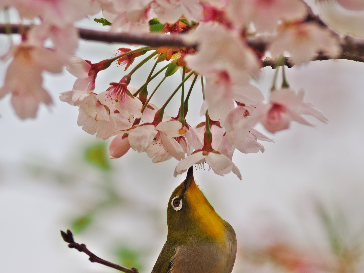 桜、まだ頑張る。_c0201088_1184416.jpg