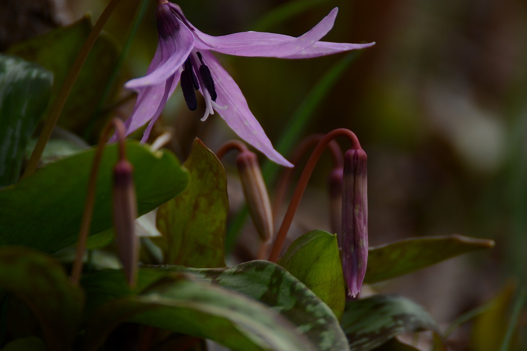 真駒内公園の花_c0240388_8321630.jpg