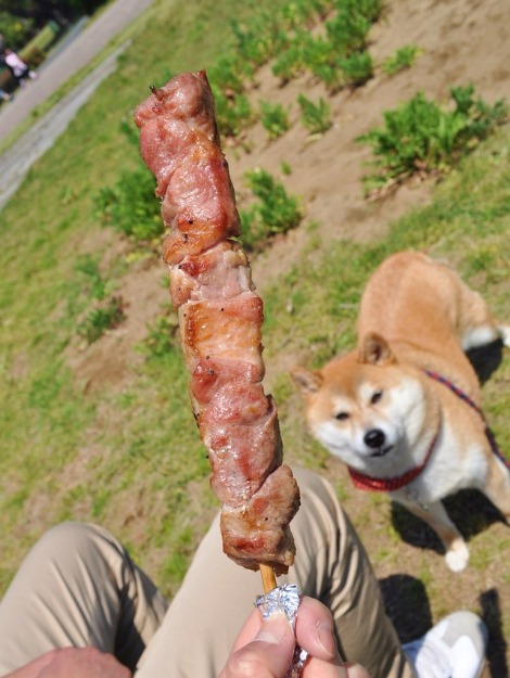 ネモフィラの丘2013③_a0126590_22282557.jpg