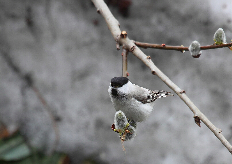 雪背景のハシブトガラ_c0113597_1429129.jpg