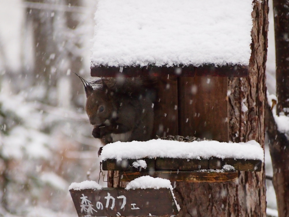エゾリス君も戸惑い気味?5月連休最終日の雪!_f0276498_1534652.jpg