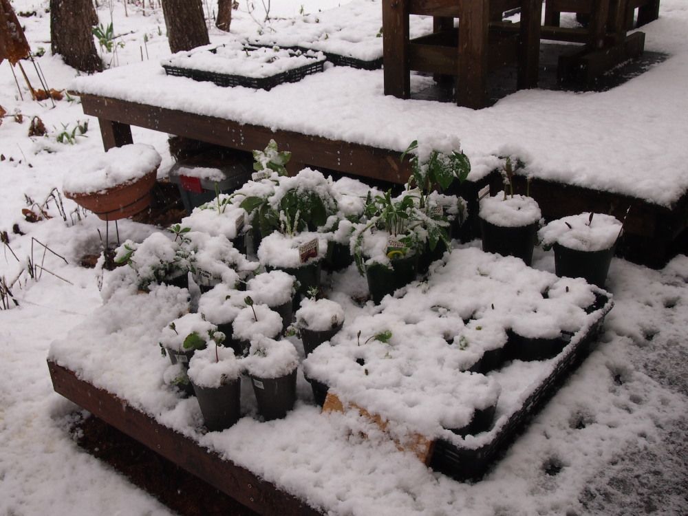 エゾリス君も戸惑い気味?5月連休最終日の雪!_f0276498_15373772.jpg