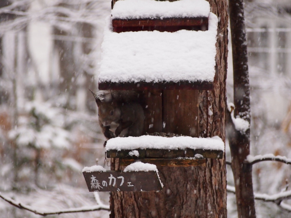 エゾリス君も戸惑い気味?5月連休最終日の雪!_f0276498_1537756.jpg