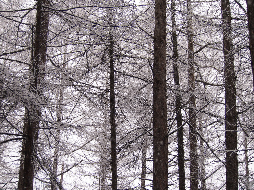 エゾリス君も戸惑い気味?5月連休最終日の雪!_f0276498_15383032.jpg