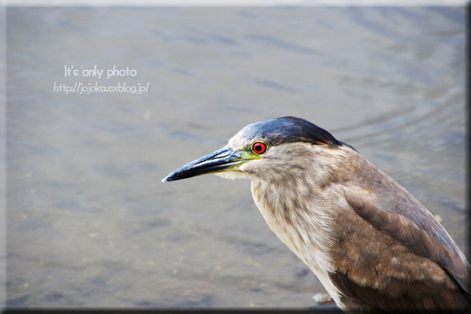 \'13 Hawaii -bird＊Ⅴ-_e0008800_23515258.jpg