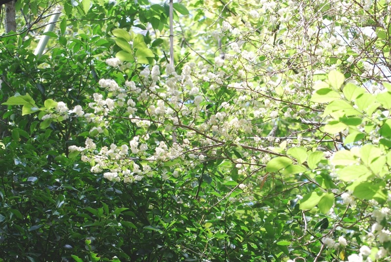 e0025300_14263657.jpg