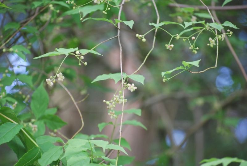 e0025300_1453363.jpg