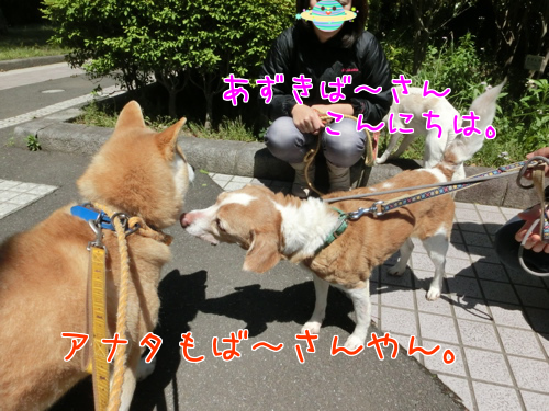 a0285205_1050782.png