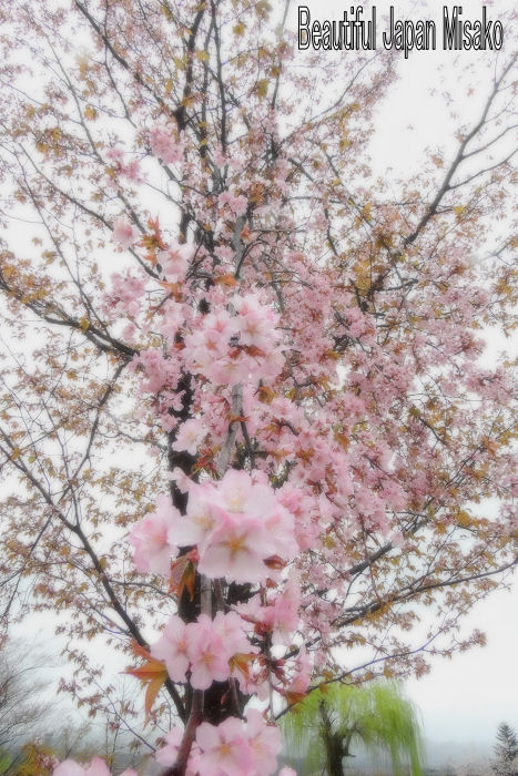 山桜の公園　.｡･：＊：･ﾟ`☆､｡_c0067206_13103411.jpg