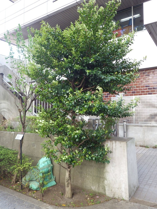 サザンカ剪定 植木屋の独り言