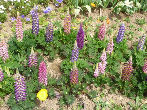 高知県立牧野植物園　（３月）_a0162815_14195767.jpg