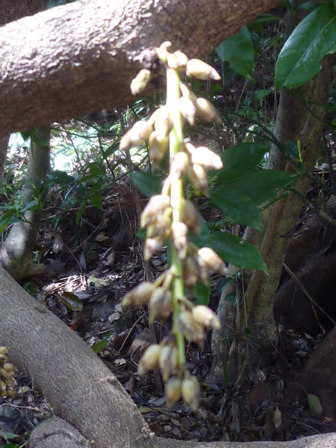 高知県立牧野植物園　（３月）_a0162815_1422123.jpg