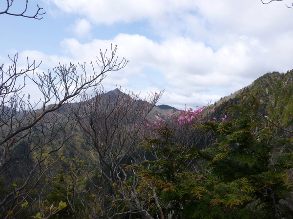 アカヤシオ咲く　御在所岳　 (1,209.8M)  に登る　　完_d0170615_19161875.jpg