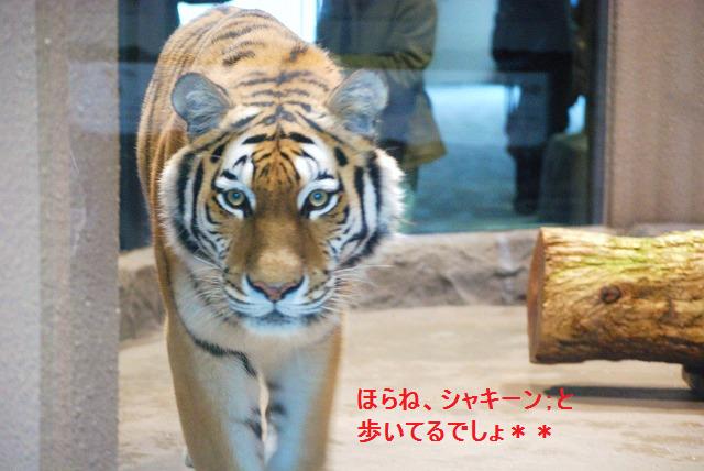 円山動物園③_e0333016_052156.jpg